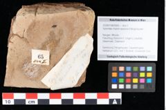 Foto (Objekt + Etikett) von Xylomites rhamni aizoonis Ettingshausen (NHMW-GEO-2024-0188-0065)